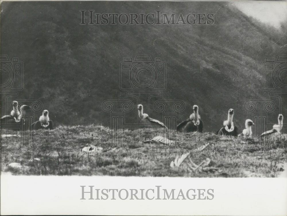 1972 Press Photo Vultures Pyrenees Mountains In Danger Extinction Save Animals - Historic Images