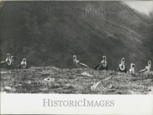 1972 Press Photo Vultures Pyrenees Mountains In Danger Extinction Save Animals - Historic Images