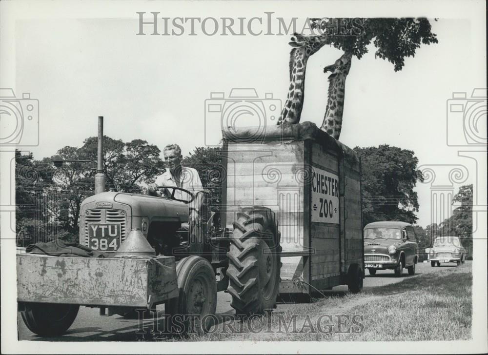 Press Photo Gerald and Gordon help themselves to a few tasty leaves - Historic Images