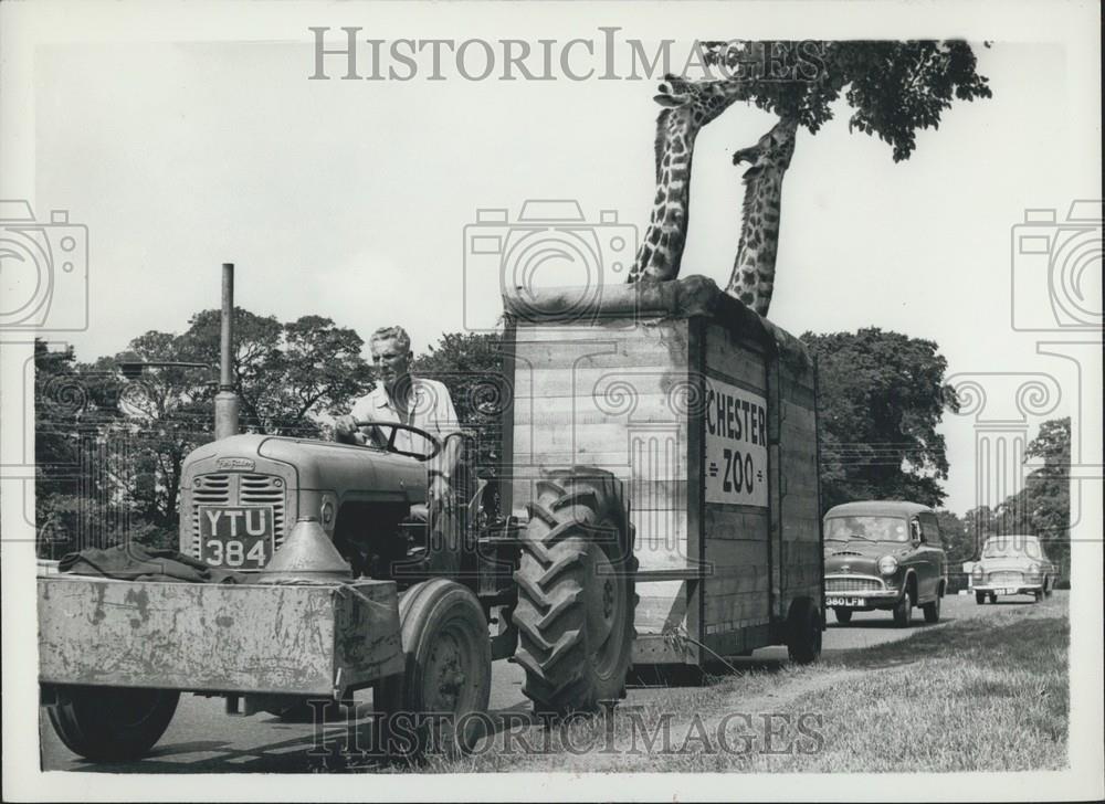 Press Photo Gerald and Gordon help themselves to a few tasty leaves - Historic Images