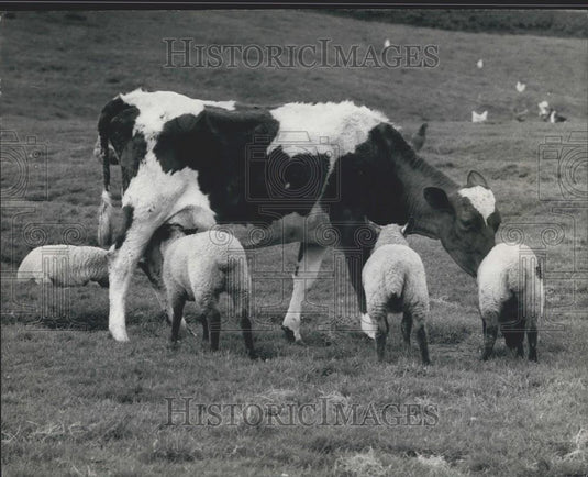 Press Photo Ayrshire Jersey Crossed Cow Farmer George Cairns Orphaned Lambs - Historic Images