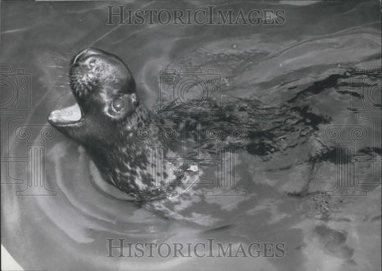 1960 Press Photo Fishing Boat Crew Catches Seal - Historic Images