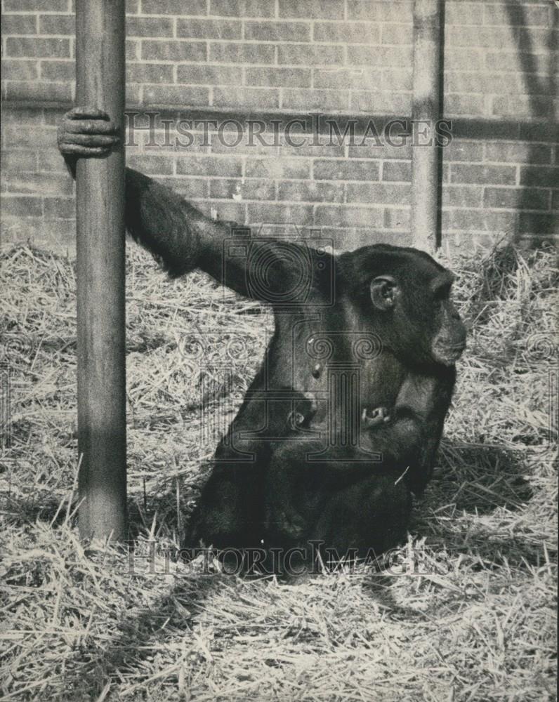 1970 Press Photo Aspinall's private Zoo,Chimp and her baby - Historic Images