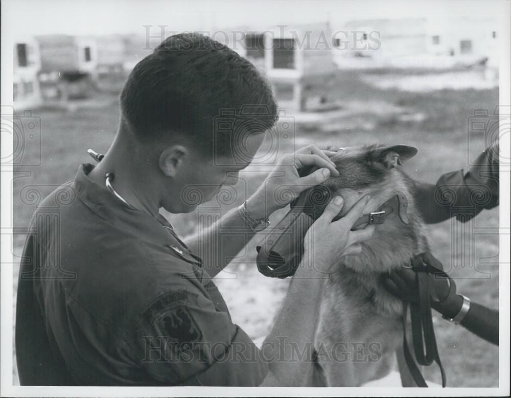 1968 Press Photo USARV Dog Training Detachment-63rd CTT, Americal Div - Historic Images