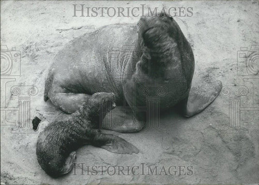 1960 Press Photo Seals, Numberg Zoo - Historic Images