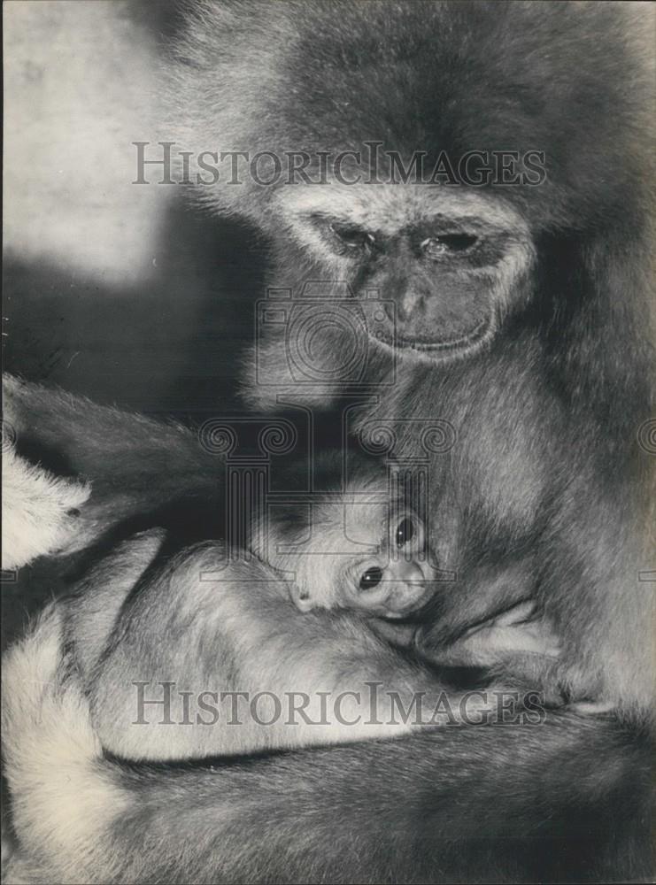 1967 Press Photo A gibbon mom and baby at Zurich Zoo - Historic Images