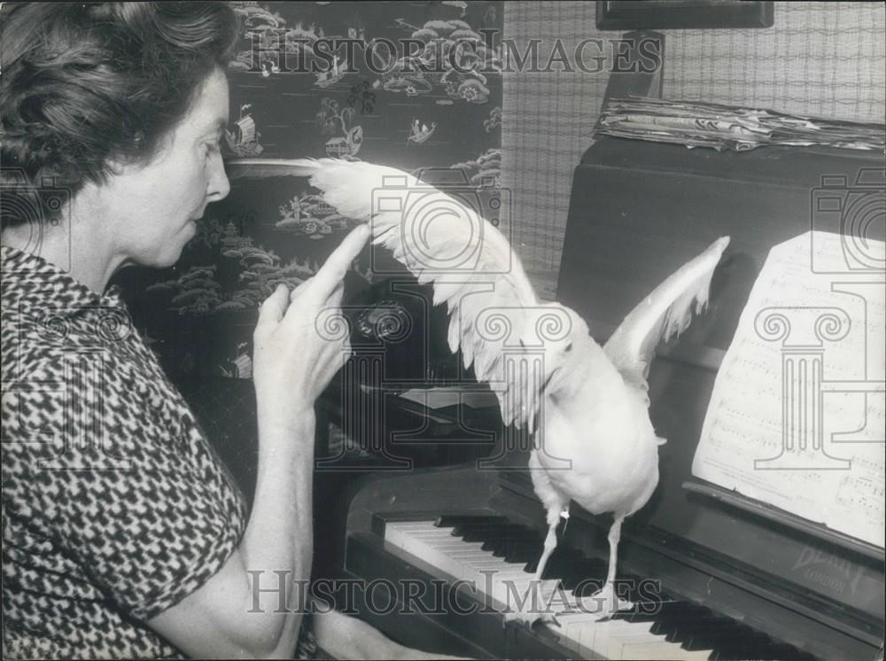 Press Photo Sammy Rescued Seagull Stand On Piano With Owner Violet Thorner - Historic Images