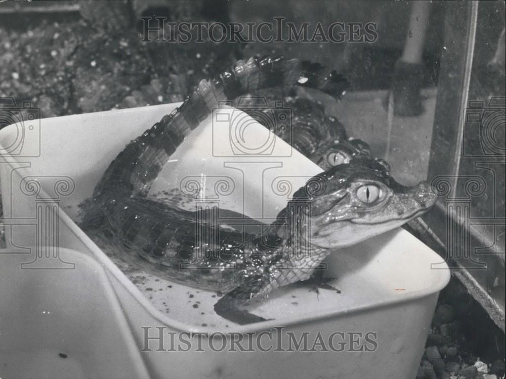 1962 Press Photo Small Alligator In Bowl Water Rome - Historic Images