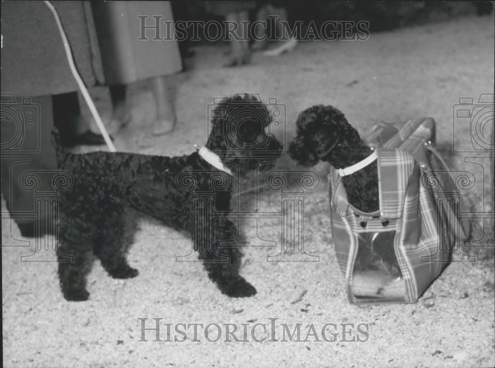 1958 Press Photo Dwarf Poodle, Poodle Exhibition, Munich, Germany - Historic Images