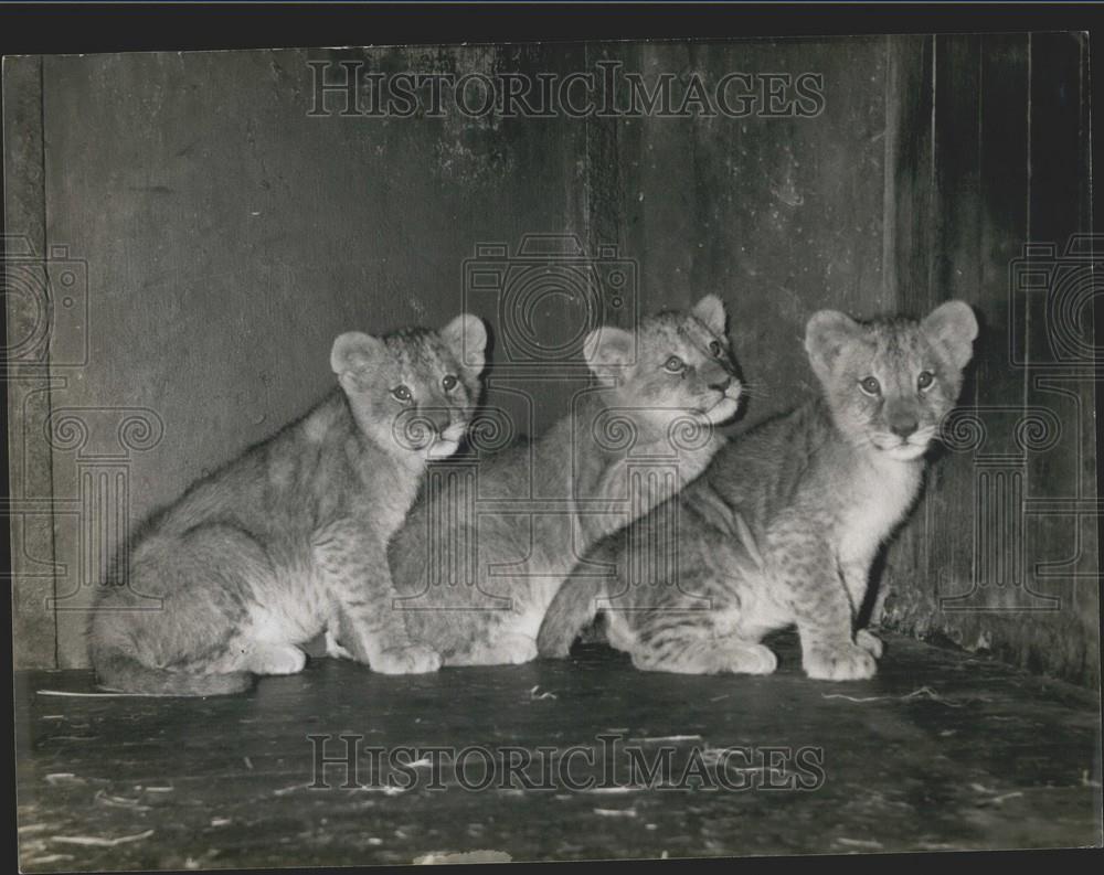 1964 Press Photo Lion Cub Triplets Vincennes Zoo Paris - Historic Images