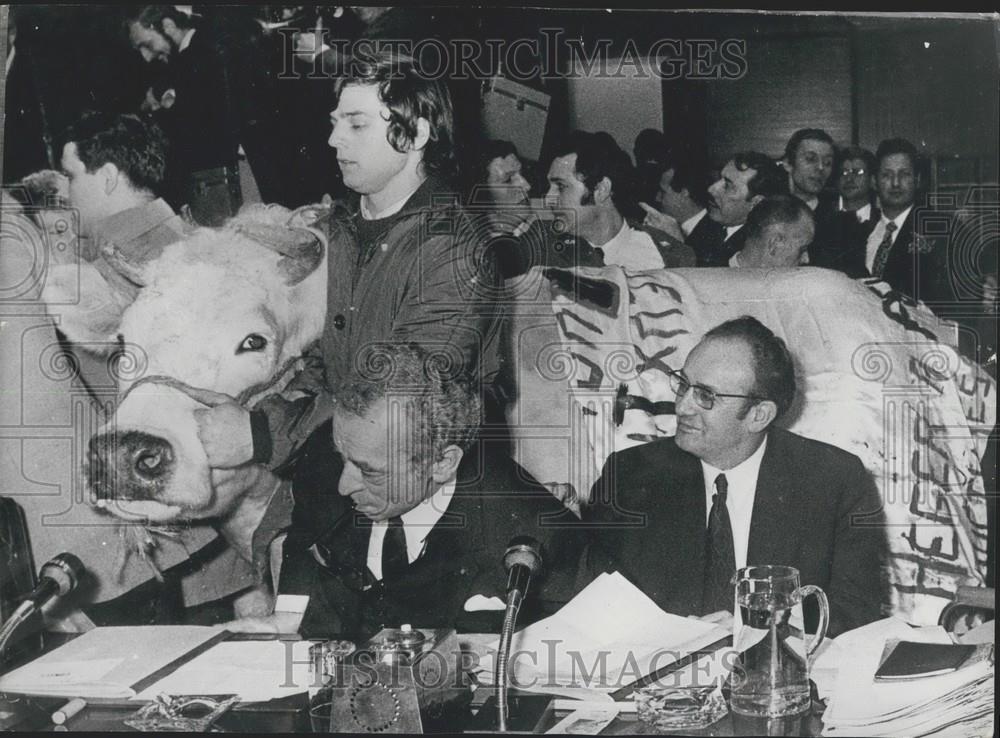 1971 Press Photo Cow Brought Into Palais De Congres Butter Prices Protest - Historic Images