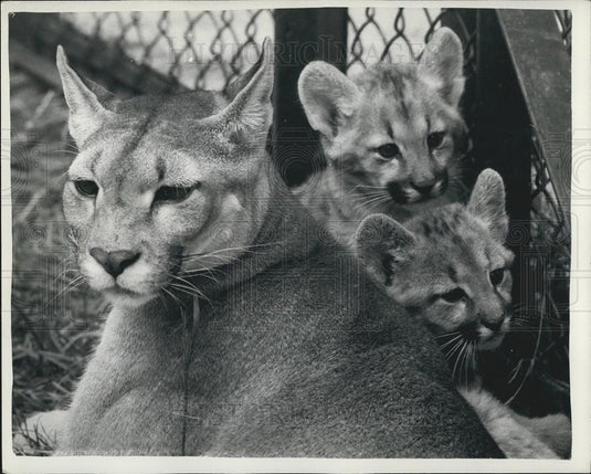 1960 Press Photo Two Cubs Born to Diana the S American Puma & Chulan Whipsnade Z - Historic Images