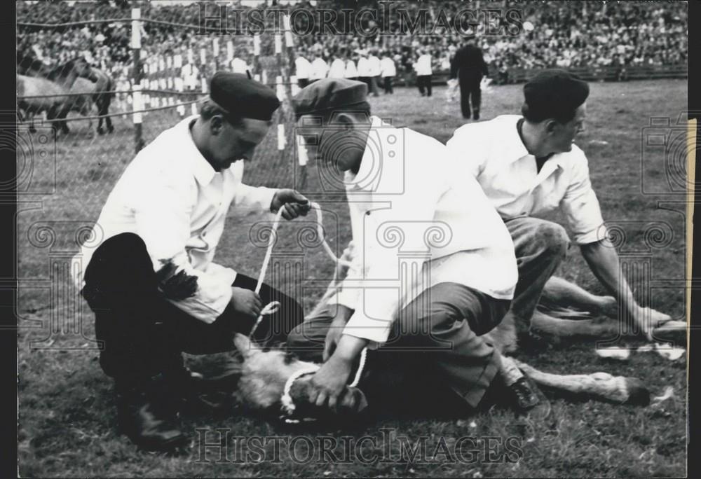 1964 Press Photo Wild Horse Round Up, Duelmen, Northern Germany - Historic Images