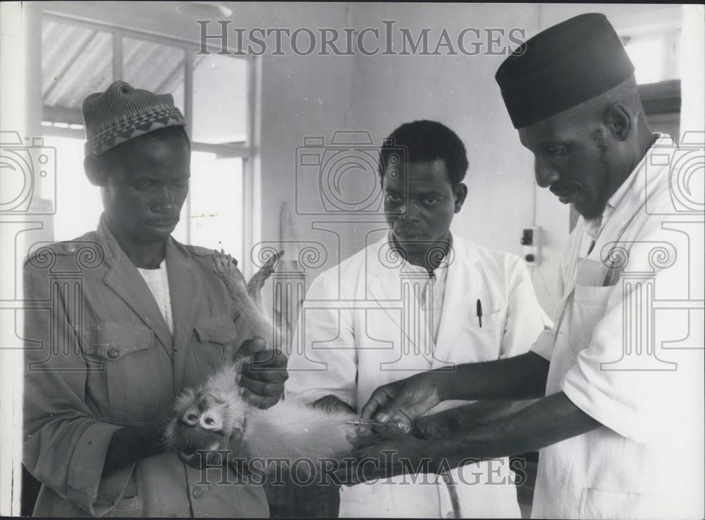 1960 Press Photo Monkey, Inoculation, Tse-Tse Fly Disease - Historic Images