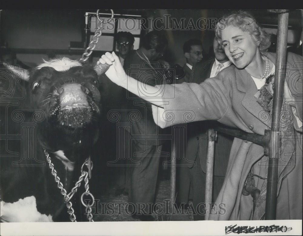 Press Photo American Ambassador Claire Booth Luce In Barn With Cow - Historic Images