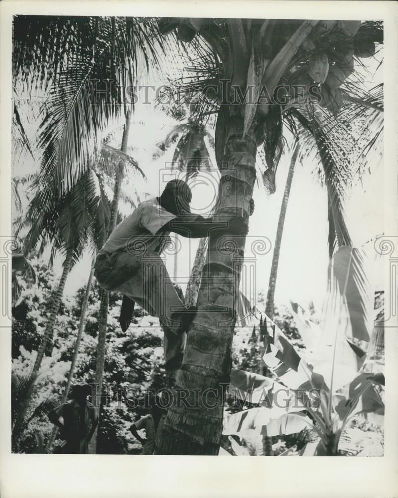 1960 Press Photo Coconut Palms, Tobago - Historic Images