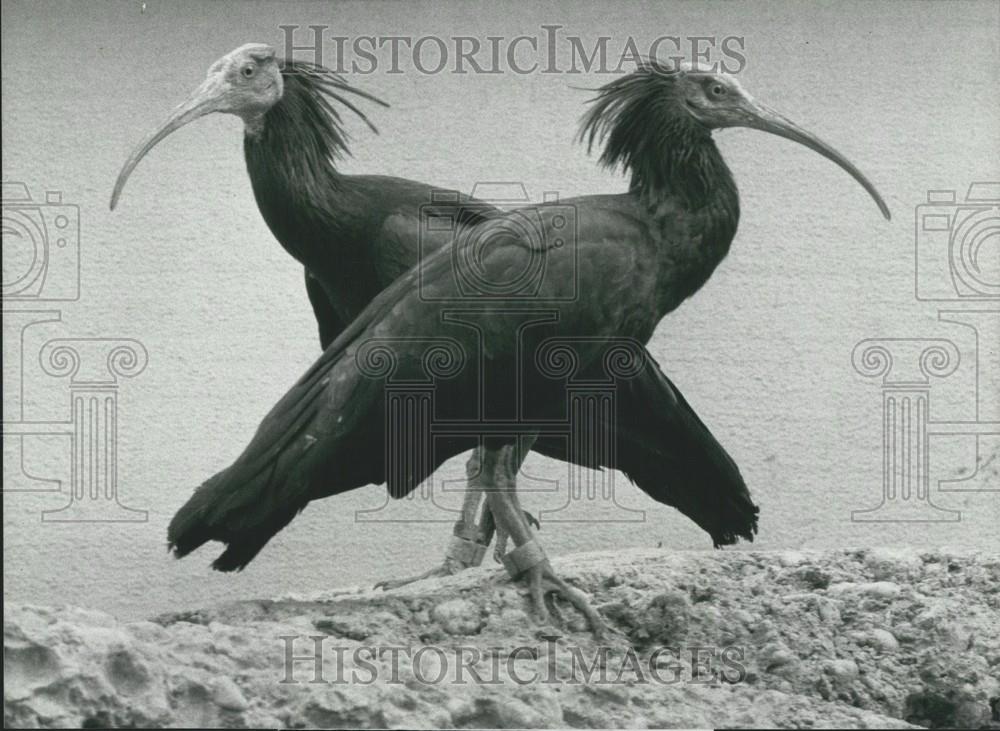 1988 Press Photo Two Forest Ravens At "Daehlhoelzli" zoo - Historic Images
