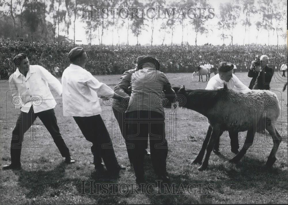 1963 Press Photo Wild Horse Round Up, Mersfelder Bruch, Dulmen, Munsterland - Historic Images