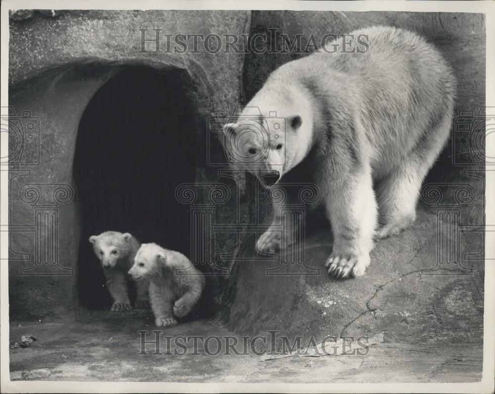 1961 Press Photo Whipsnade Zoo Bear Cubs Looking Out Of Their Cave, With Mother - Historic Images