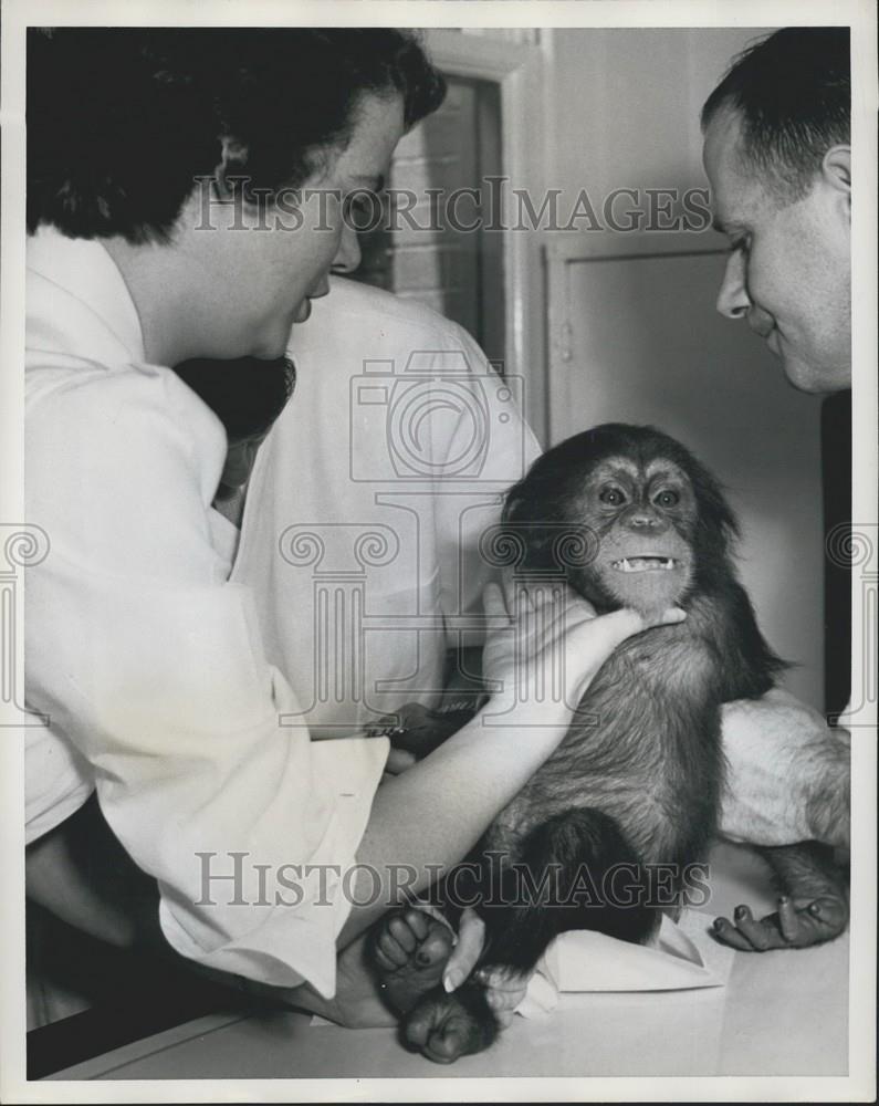 Press Photo Mrs. E. Twigg and a chimp - Historic Images