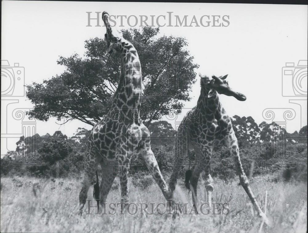 Press Photo Giraffes - Historic Images