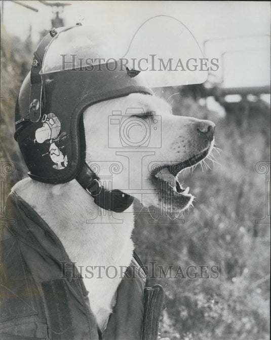 Press Photo Army Photographic Competition with Shot of Snoopy's Real-Life Twin - Historic Images