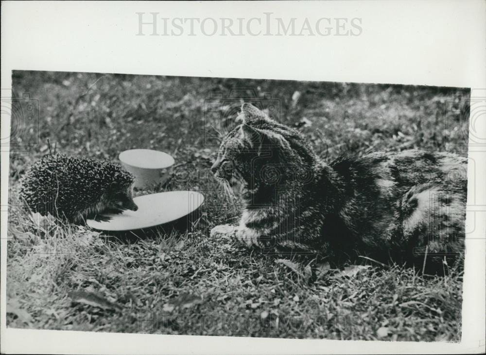 Kitty and HedgehogPress Photo - Historic Images