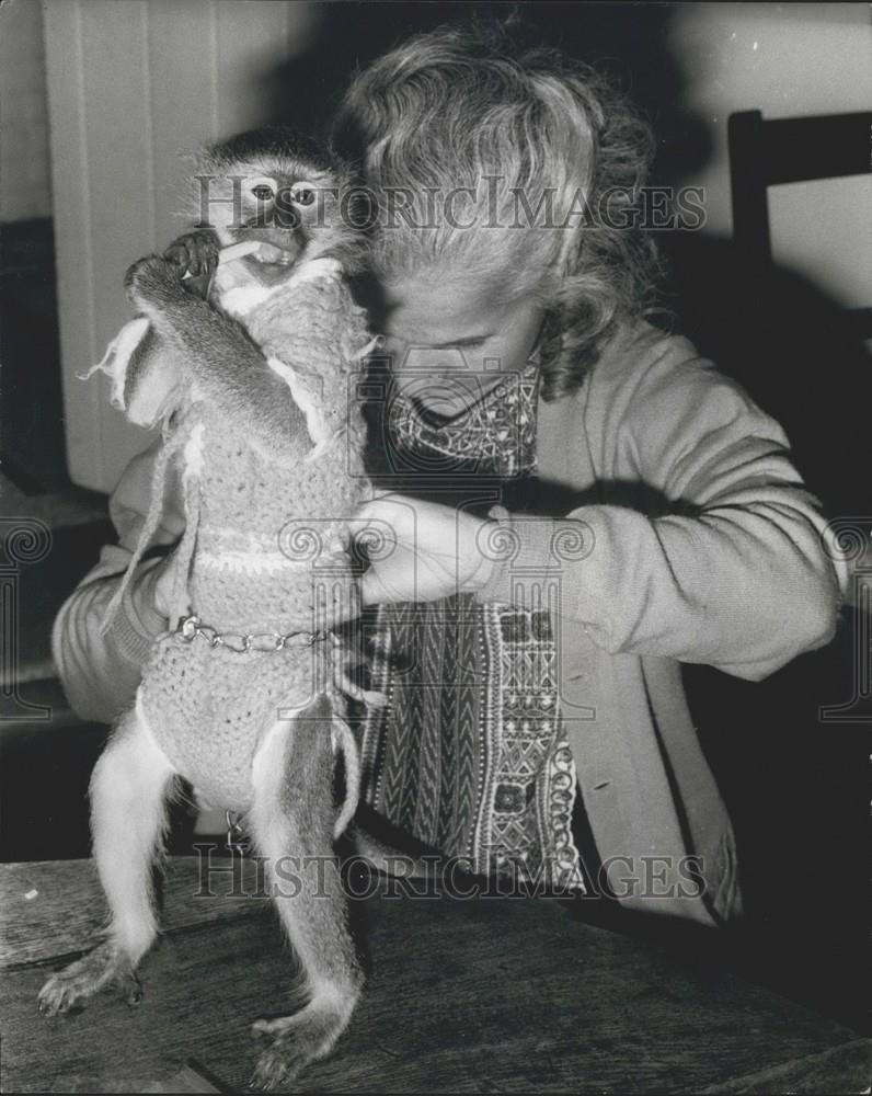 Press Photo Lady putting pants on pet monkey - Historic Images