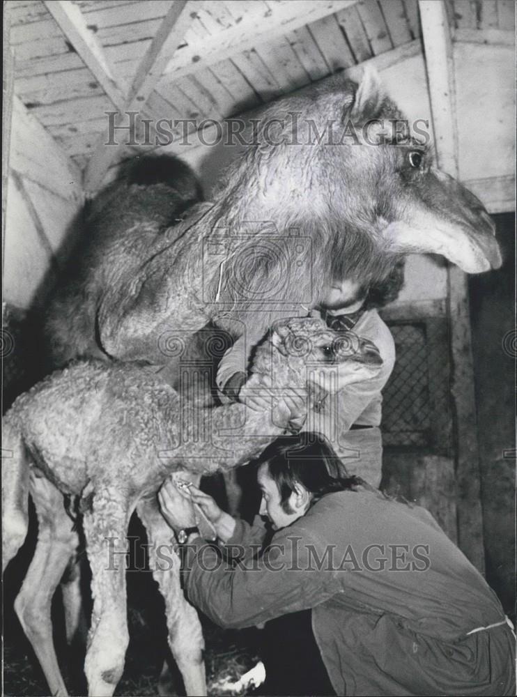 1973 Press Photo Two Week Old Baby Dromedary Born Hellabrunn Zoo Germany - Historic Images