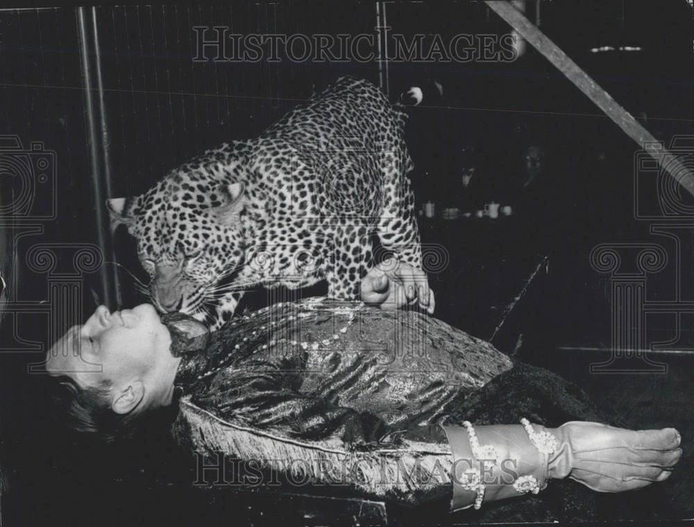 Press Photo Banko the Leopard - Historic Images