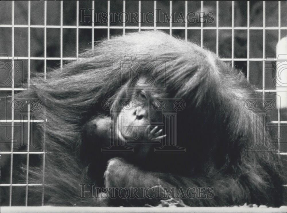 1976 Press Photo 14 Year Old Ape Kasih Gives Birth For Second Time - Historic Images