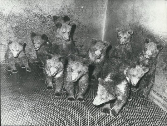 1972 Press Photo Famous Bear Ditch Of Borne Switzerland Has 13 Baby Bears Born - Historic Images