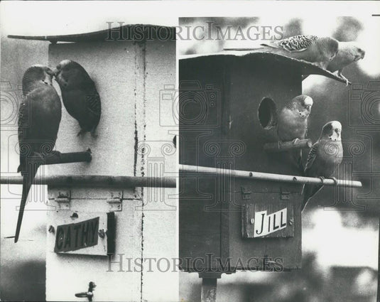 Press Photo Parrakeets in Florida - Historic Images