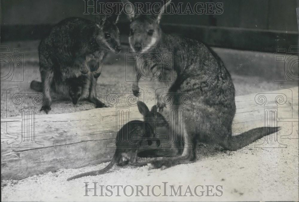 1957 Press Photo Zoo Receives Three Kangaroos With Joeys - Historic Images