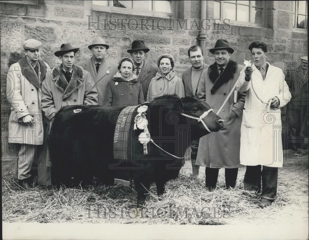 Press Photo World Record Price paid For Pedigree Bull - Historic Images