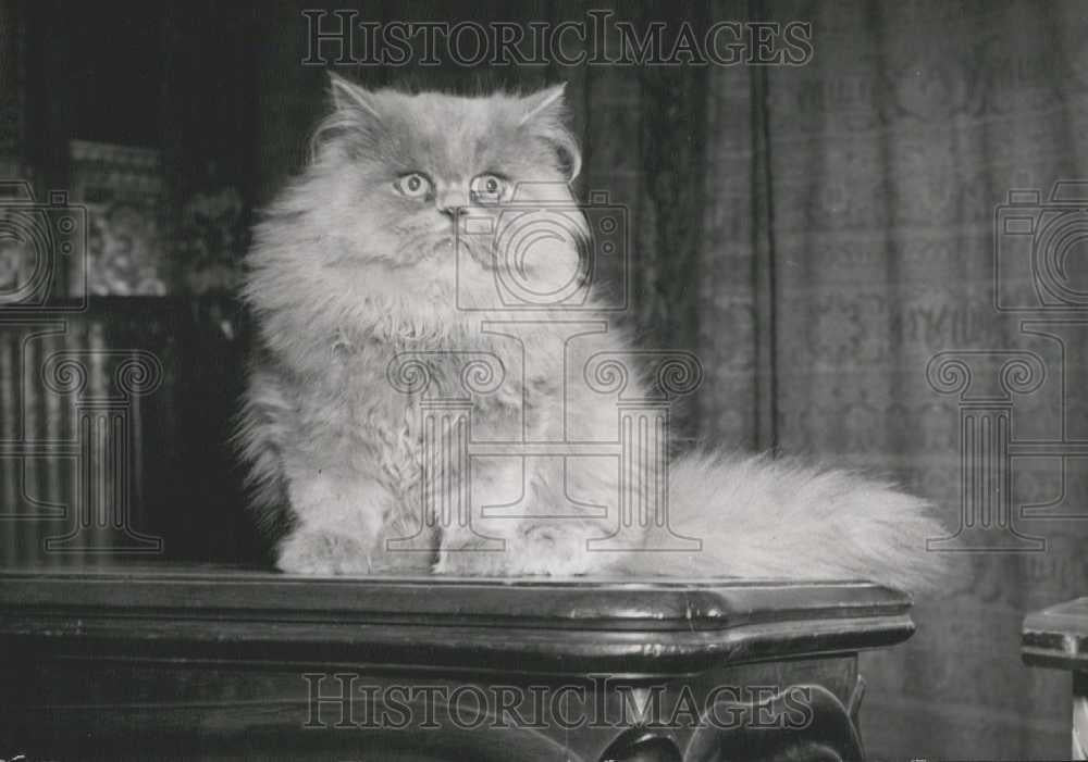 Press Photo Persian Cat To Be Seen At Upcoming Show - Historic Images