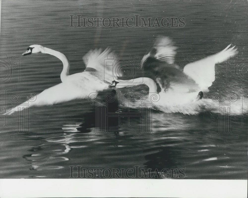 Press Photo Two Swans Fight Lake Of Zurich - Historic Images