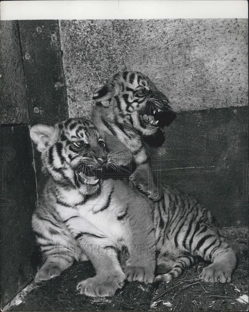 1960 Press Photo Tiger cubs Kaseh and Sultan - Historic Images