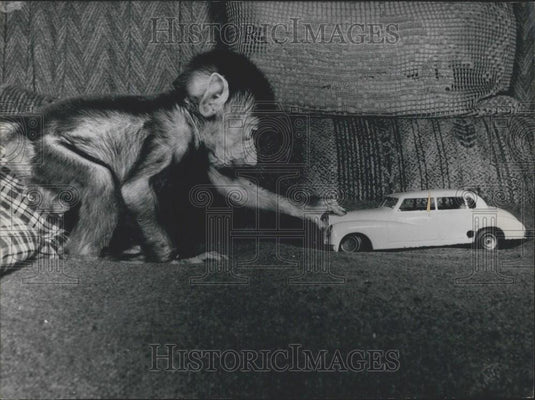 1957 Press Photo Baby Monkey Plays With Toy Car - Historic Images