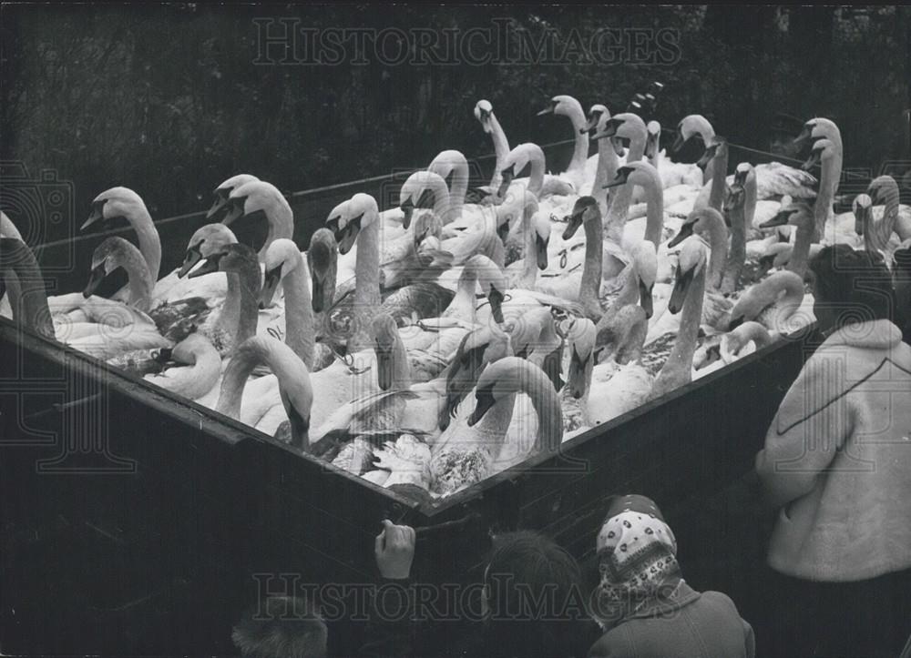 1959 Press Photo A lorry full of swans in Germany - Historic Images