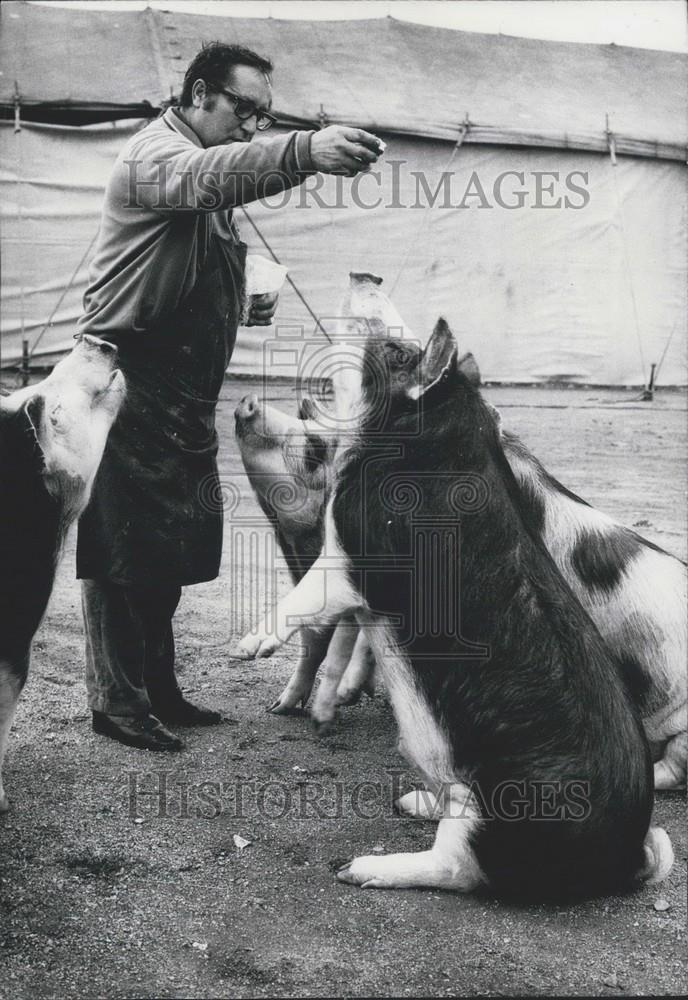 Press Photo A Begging Pig - Historic Images