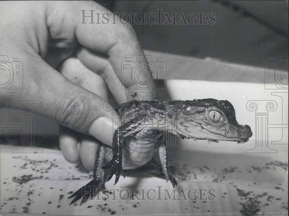 1962 Press Photo Pet alligator in Rome - Historic Images