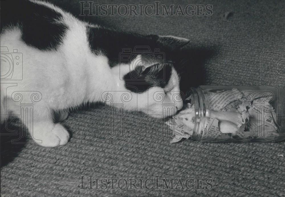 Press Photo Cat Plays With Mouse - Historic Images