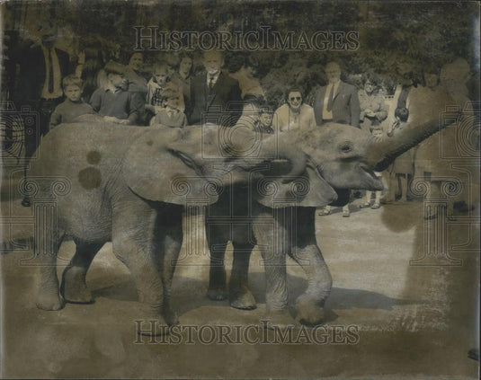 Press Photo Baby Female African Elephants Katie Susie Whipsnade Zoo - Historic Images