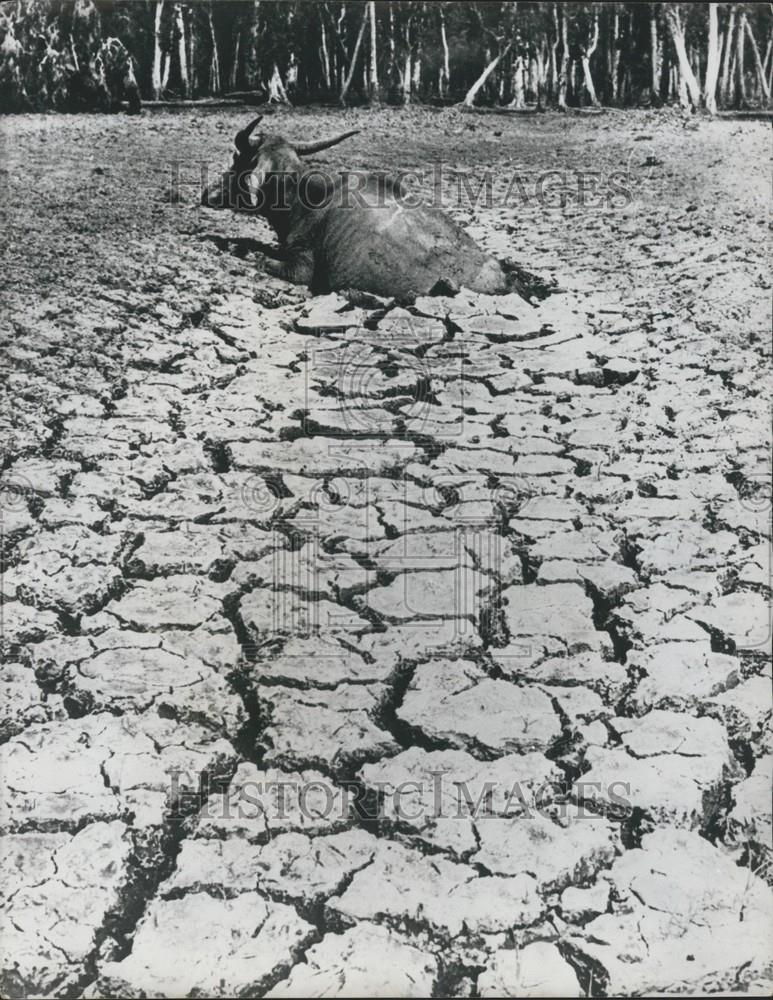 1978 Press Photo Buffalo Trapped In Bog Near Lake Finnish - Historic Images