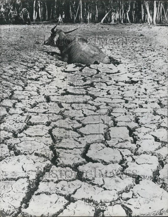 1978 Press Photo Buffalo Trapped In Bog Near Lake Finnish - Historic Images
