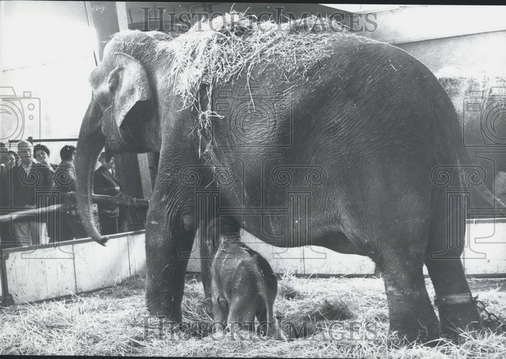 Press Photo Elephant baby born in Rapperswil Switzerland - Historic Images