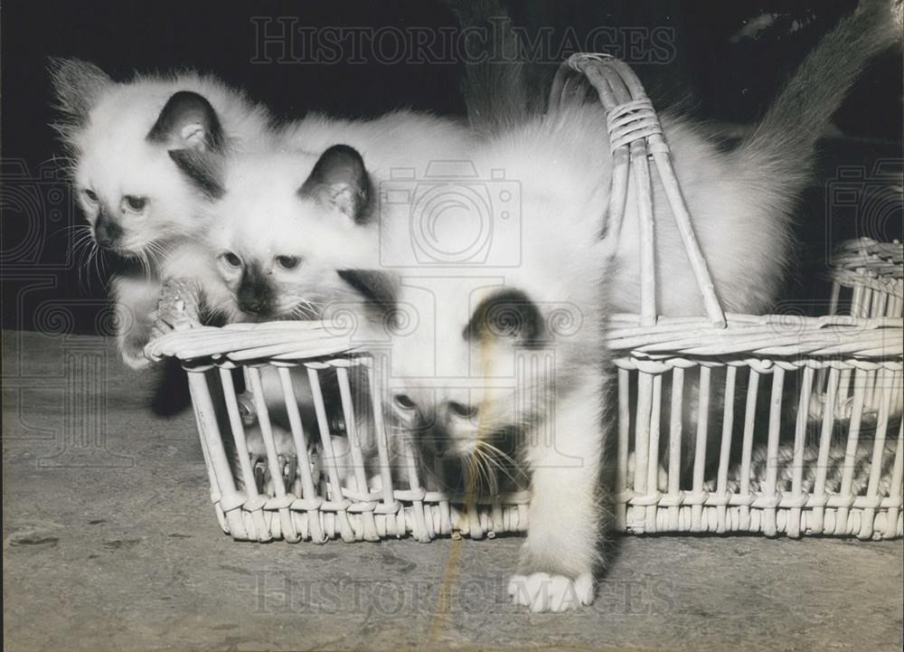 1965 Press Photo  trio of Siamese Kittens. - Historic Images