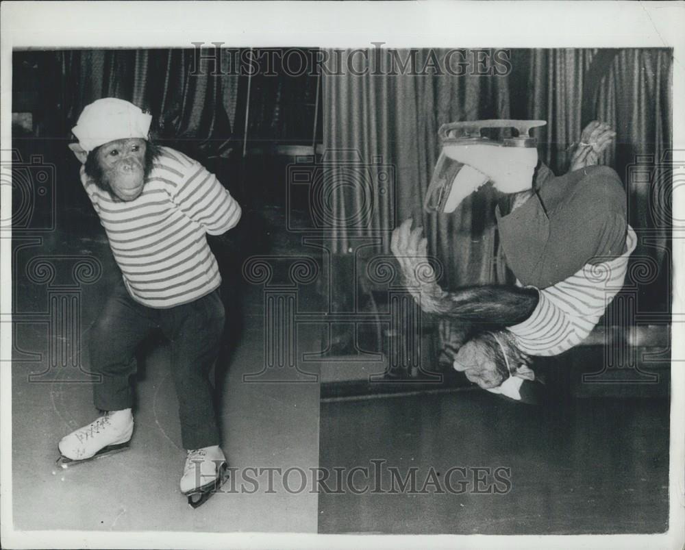 Press Photo &quot;Jackie&quot; Skating Monkey Star of &quot;Wiener EisrevueÃ¢Â - Historic Images