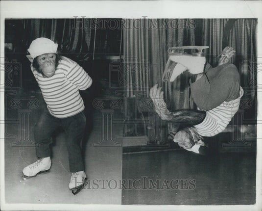 Press Photo "Jackie" Skating Monkey Star of "Wiener EisrevueÃ¢Â - Historic Images